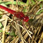 --- Feuerlibelle (Crocothemis erythraea) ---