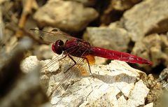 --- Feuerlibelle (Crocothemis erythraea) ---