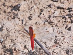 Feuerlibelle (Crocothemis erythraea) 