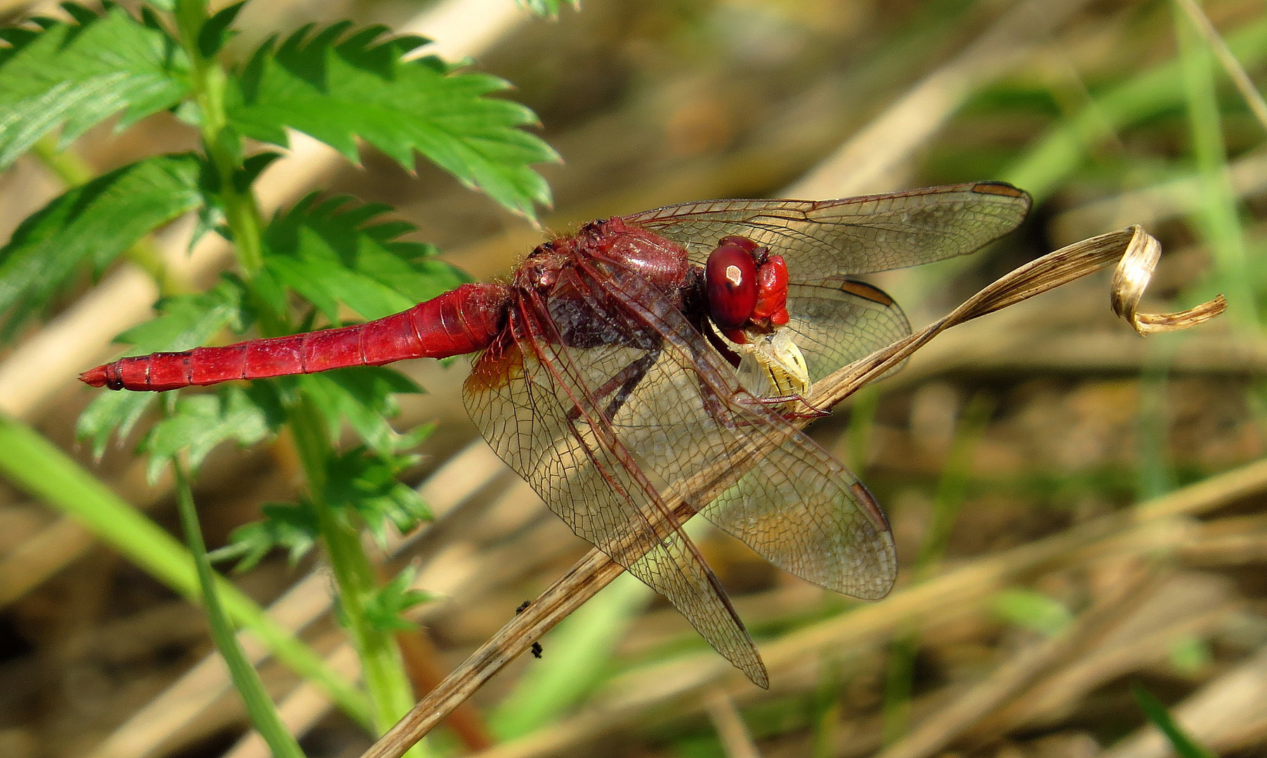 ... Feuerlibelle (Crocothemis erythraea) ...