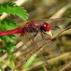 ... Feuerlibelle (Crocothemis erythraea) ...