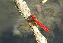 --- Feuerlibelle (Crocothemis erythraea) ---