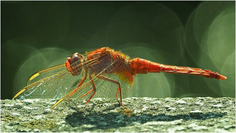 Feuerlibelle (Crocothemis erythraea)