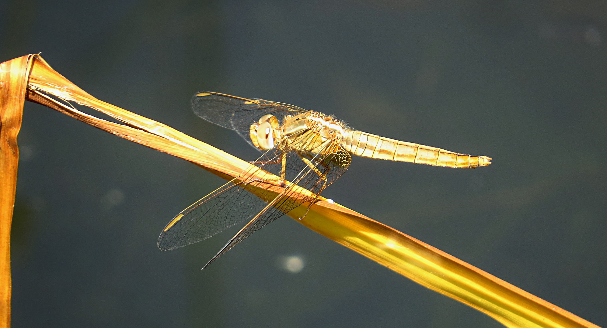 --- Feuerlibelle (Crocothemis erythraea) ---