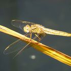 --- Feuerlibelle (Crocothemis erythraea) ---