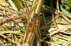 --- Feuerlibelle (Crocothemis erythraea) ---