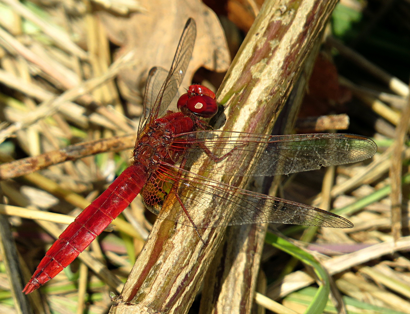 --- Feuerlibelle (Crocothemis erythraea) ---