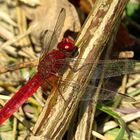 --- Feuerlibelle (Crocothemis erythraea) ---