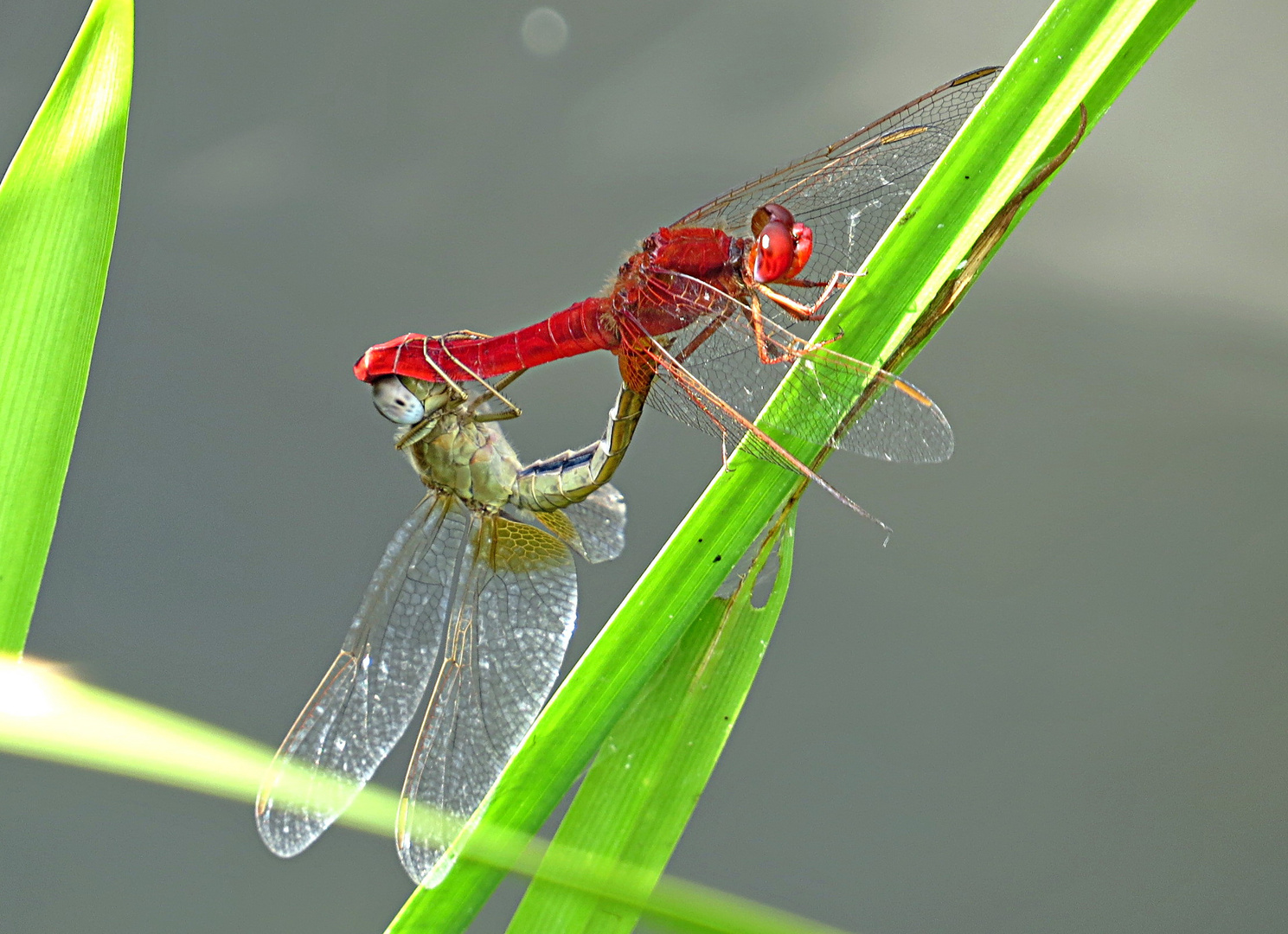 --- Feuerlibelle (Crocothemis erythraea) ---