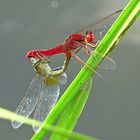 --- Feuerlibelle (Crocothemis erythraea) ---