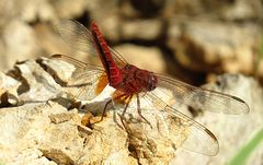 --- Feuerlibelle (Crocothemis erythraea) ---