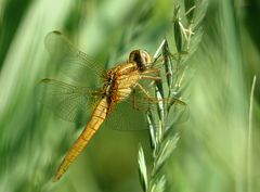 --- Feuerlibelle (Crocothemis erythraea) ---