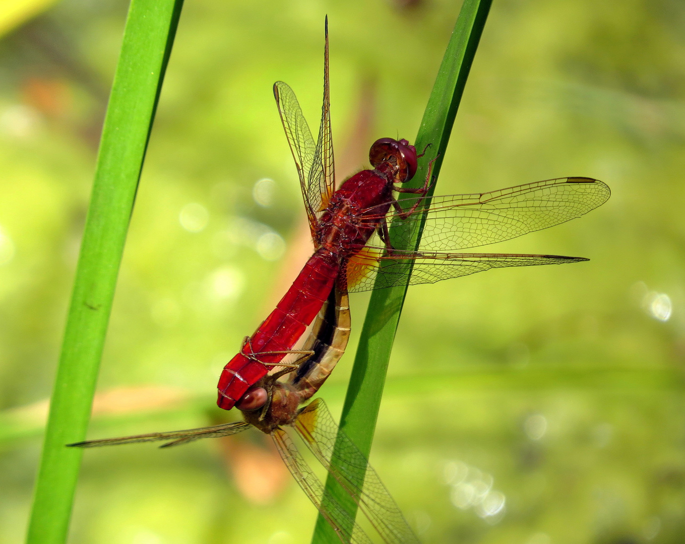 ... Feuerlibelle (Crocothemis erythraea) ...