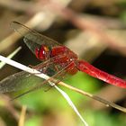 --- Feuerlibelle (Crocothemis erythraea) ---