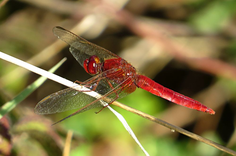 --- Feuerlibelle (Crocothemis erythraea) ---