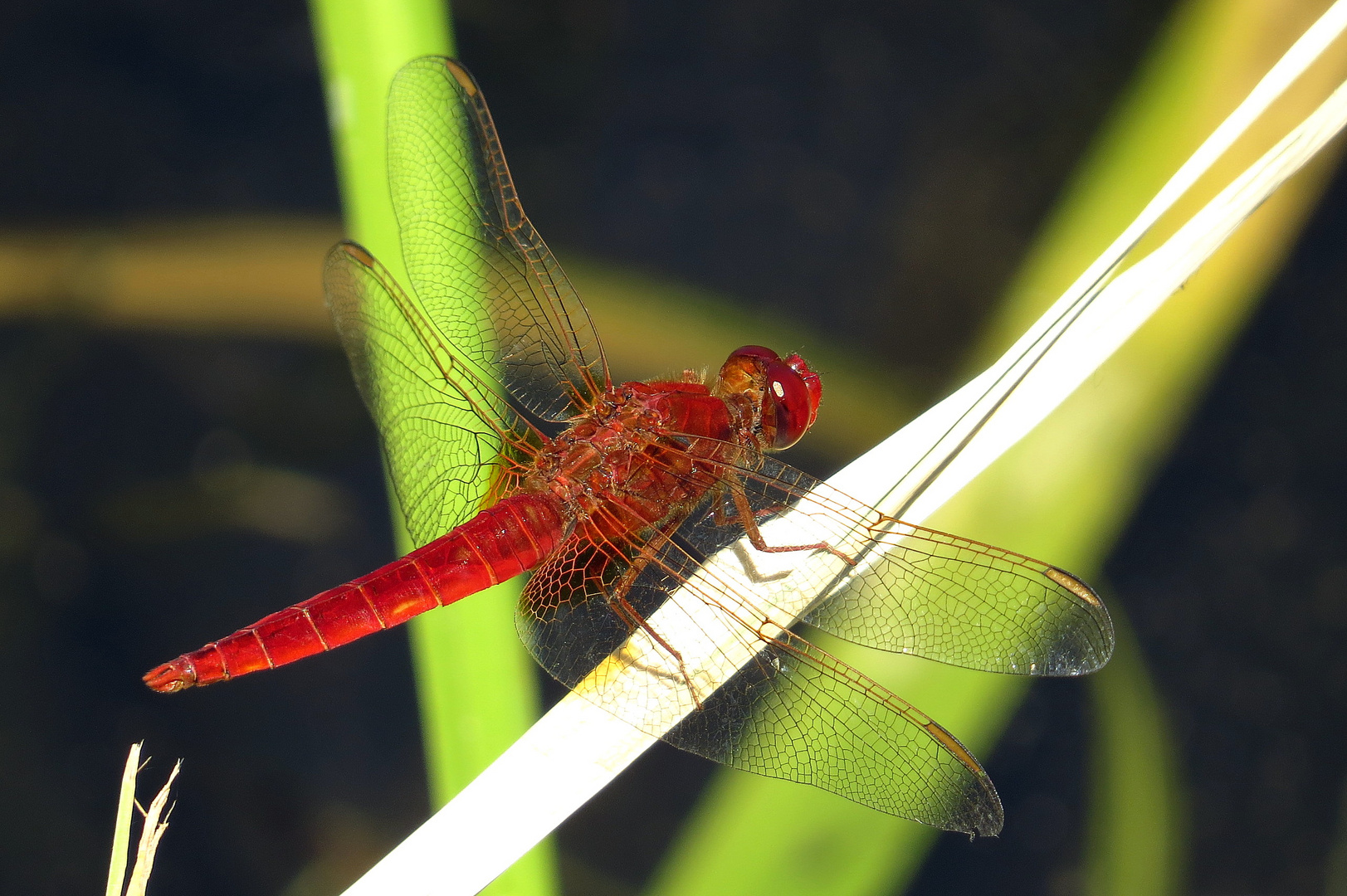 ... Feuerlibelle (Crocothemis erythraea) ...