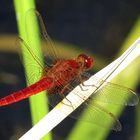 ... Feuerlibelle (Crocothemis erythraea) ...