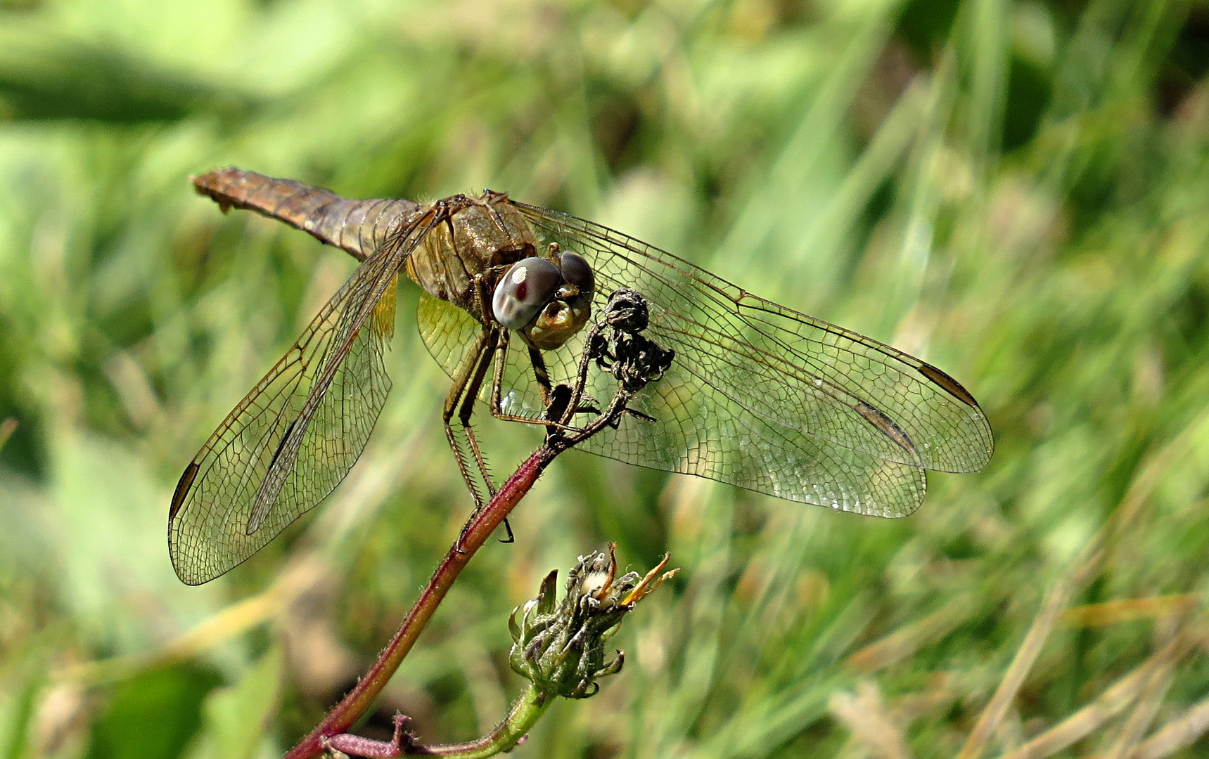 --- Feuerlibelle (Crocothemis erythraea) ---