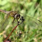 --- Feuerlibelle (Crocothemis erythraea) ---