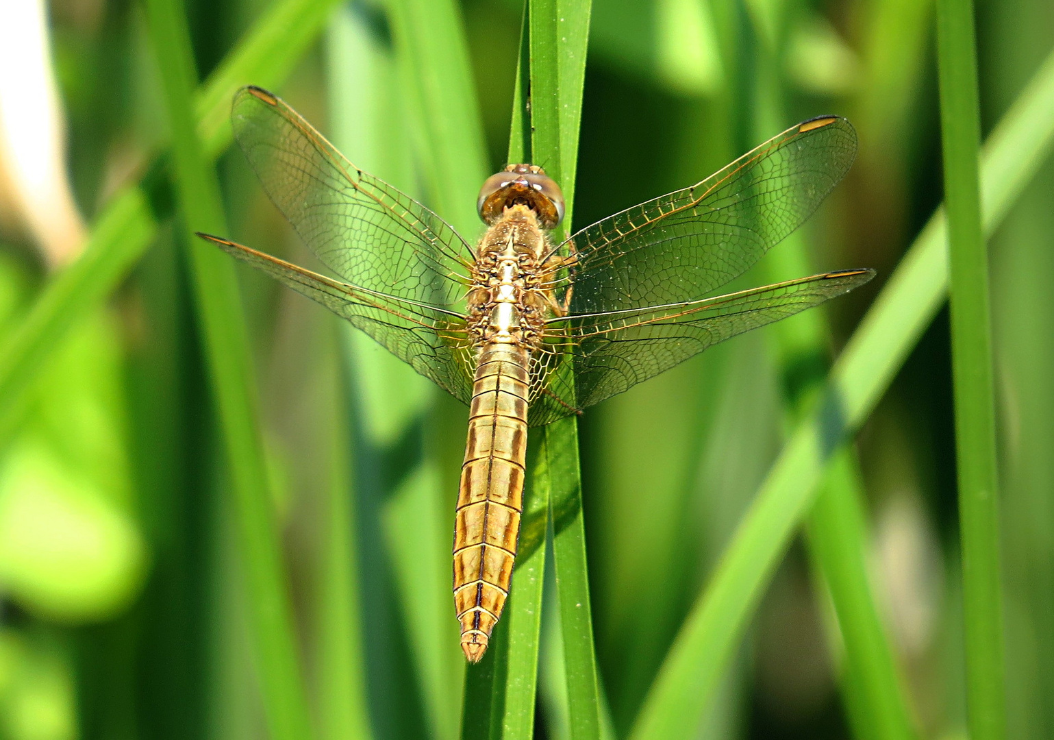 --- Feuerlibelle (Crocothemis erythraea) ---