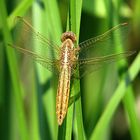 --- Feuerlibelle (Crocothemis erythraea) ---