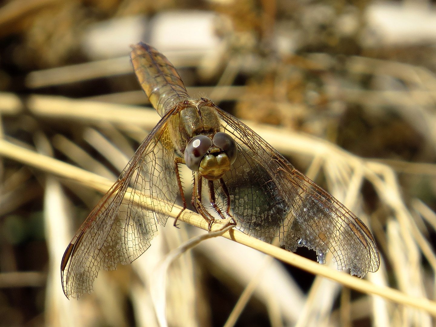 Feuerlibelle (Crocothemis erythraea), älteres Weibchen