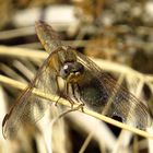 Feuerlibelle (Crocothemis erythraea), älteres Weibchen