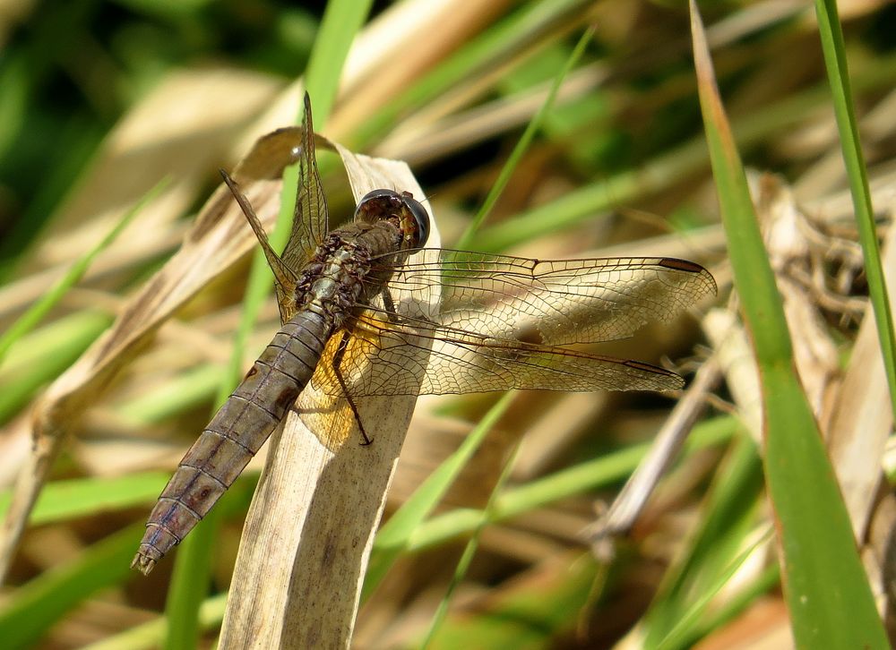 Feuerlibelle (Crocothemis erythraea), Älteres Weibchen