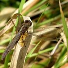 Feuerlibelle (Crocothemis erythraea), Älteres Weibchen