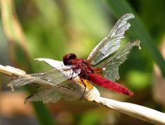 Feuerlibelle (Crocothemis erythraea), " altes" Männchen