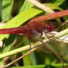 Feuerlibelle (Crocothemis erythraea), altes männchenfarbenes Weibchen