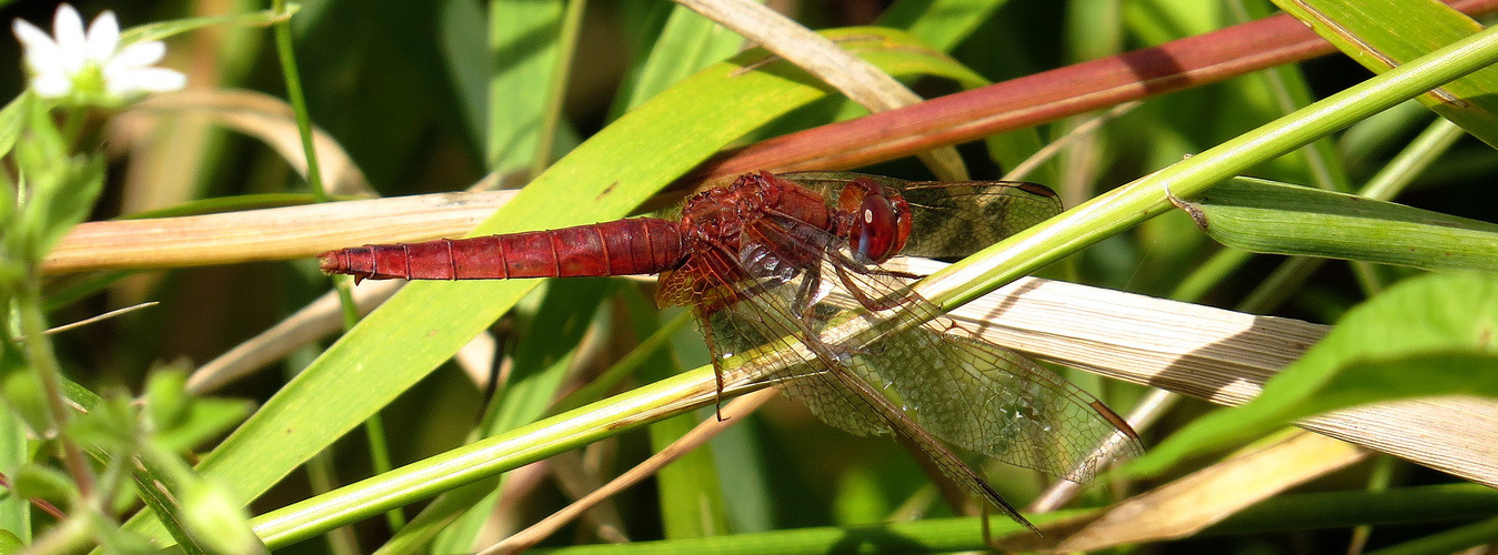 Feuerlibelle (Crocothemis erythraea), altes männchenfarbenes Weibchen