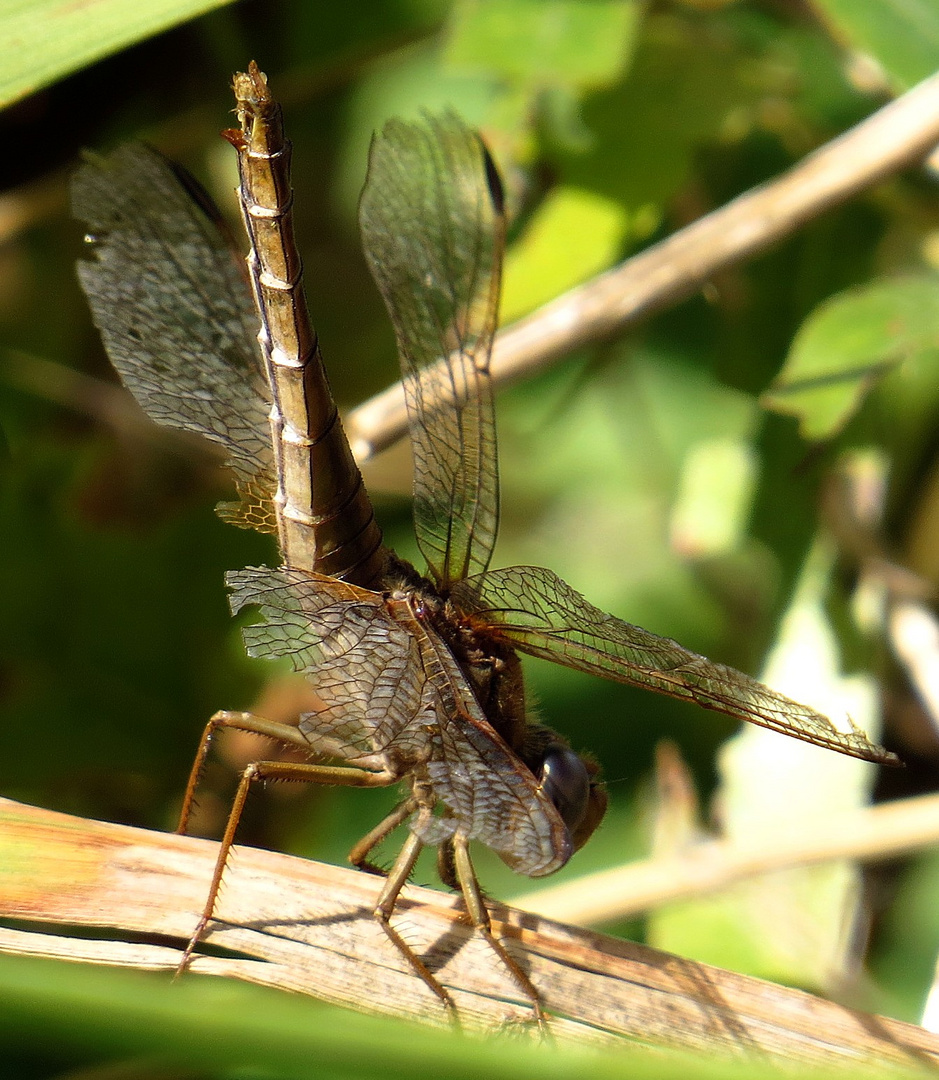 Feuerlibelle (Crocothemis erythraea), altes vom Libellenleben gezeichnetes Weibchen