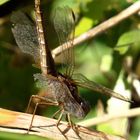 Feuerlibelle (Crocothemis erythraea), altes vom Libellenleben gezeichnetes Weibchen