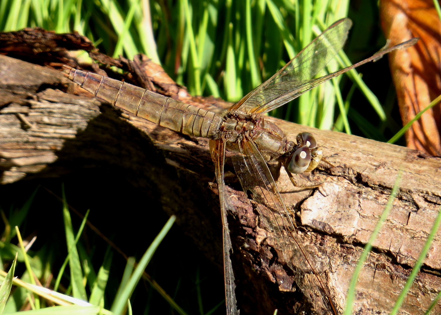 Feuerlibelle (Crocothemis erythraea), altes vom Libellenleben gezeichnetes Weibchen