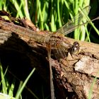 Feuerlibelle (Crocothemis erythraea), altes vom Libellenleben gezeichnetes Weibchen