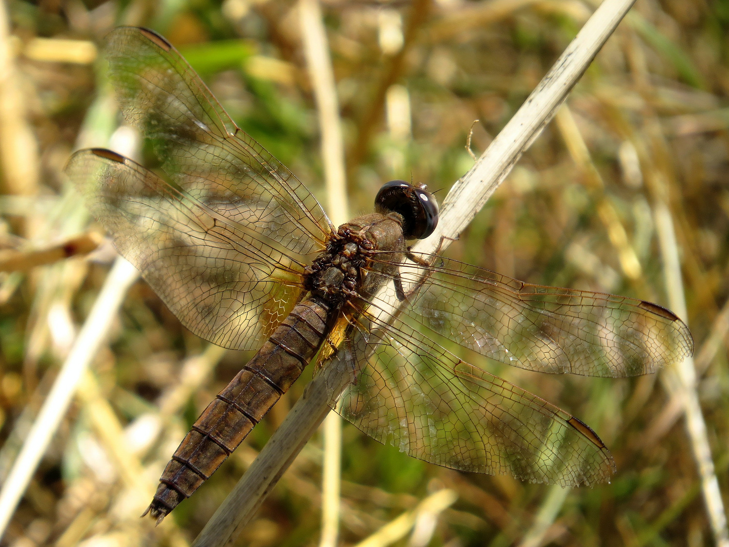 Feuerlibelle (Crocothemis erythraea), "altes" Weibchen beim Bad in der Sonne