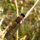 Feuerlibelle (Crocothemis erythraea), "altes" Weibchen beim Bad in der Sonne