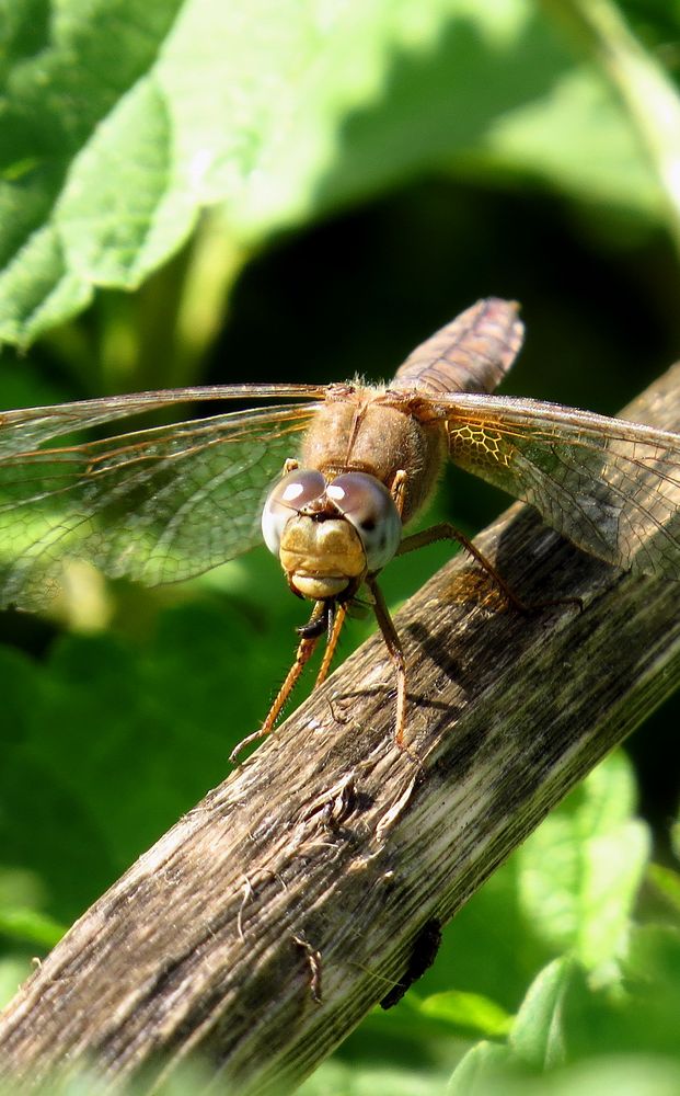 Feuerlibelle (Crocothemis erythraea), altes Weibchen beim Fressen (1)