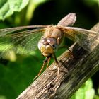 Feuerlibelle (Crocothemis erythraea), altes Weibchen beim Fressen (1)