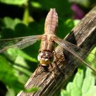 Feuerlibelle (Crocothemis erythraea), altes Weibchen beim Fressen