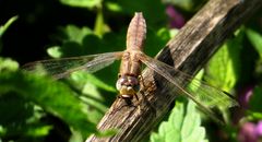 Feuerlibelle (Crocothemis erythraea), altes Weibchen beim Fressen