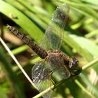 Feuerlibelle (Crocothemis erythraea),  altes Weibchen in "Obelisk" Stellung