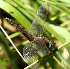 Feuerlibelle (Crocothemis erythraea),  altes Weibchen in "Obelisk" Stellung