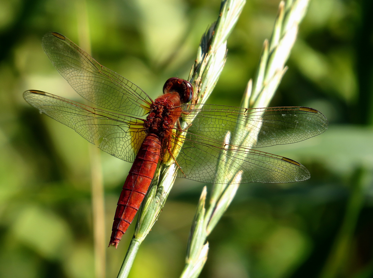 Feuerlibelle (Crocothemis erythraea), androchromes, männchenfarbenes Weibchen