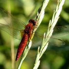 Feuerlibelle (Crocothemis erythraea), androchromes, männchenfarbenes Weibchen