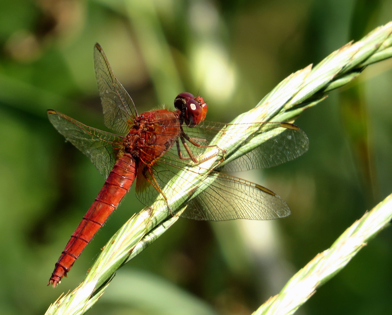 Feuerlibelle (Crocothemis erythraea), androchromes, männchenfarbenes Weibchen