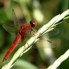 Feuerlibelle (Crocothemis erythraea), androchromes, männchenfarbenes Weibchen