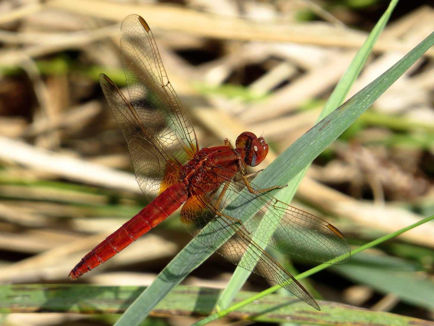 Feuerlibelle (Crocothemis erythraea), androchromes, männchenfarbenes Weibchen