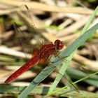 Feuerlibelle (Crocothemis erythraea), androchromes, männchenfarbenes Weibchen